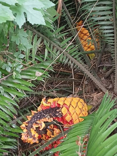 poor man's cycad (Encephalartos villosus)