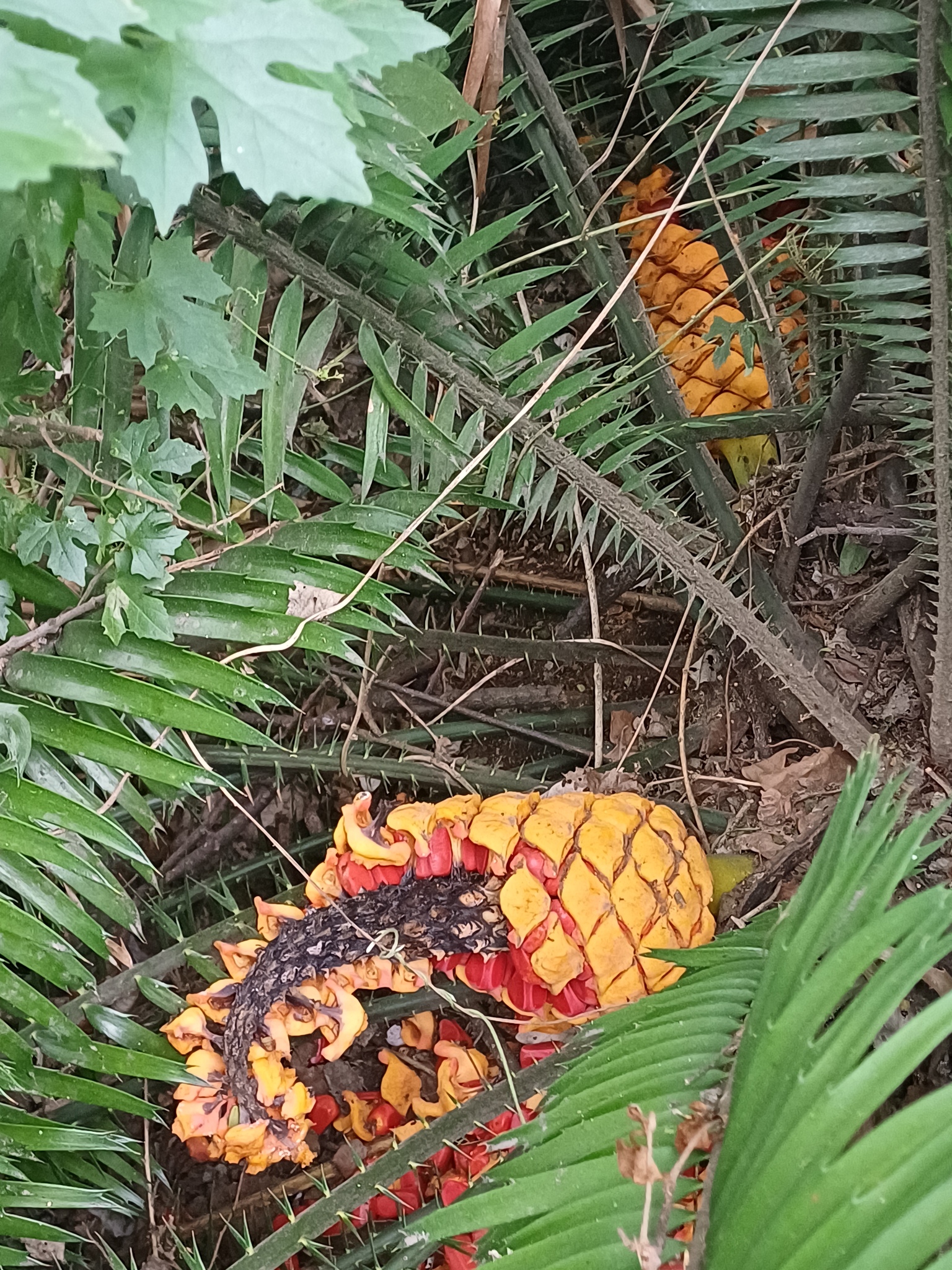 Poor Man's Cycad (Encephalartos villosus)