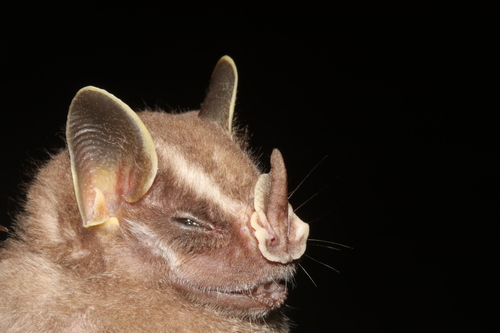 Davis's Tent-making Bat (Uroderma davisi)