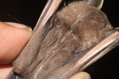 Davis's Tent-Making Bat photo 2