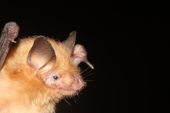 Slender Yellow Bat photo 1