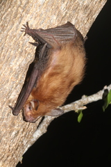 Slender Yellow Bat photo 2