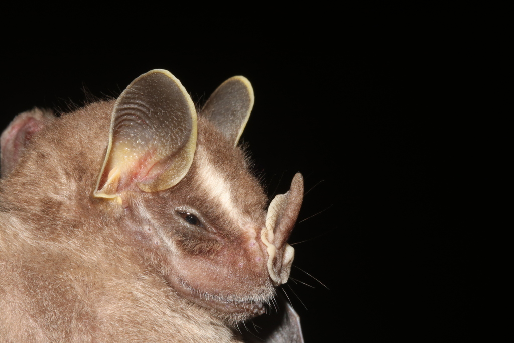 Davis's Tent-Making Bat