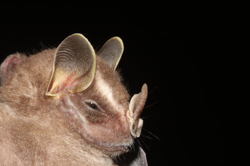 Davis's Tent-making Bat (Uroderma davisi) — Data Deficient Mammalia