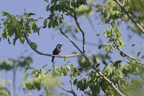iNaturalist image