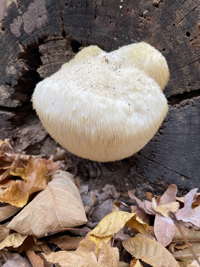 Hericium erinaceus · October 2025 · photo: © irabike (iNaturalist, cc0)