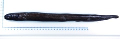 Simenchelys parasitica
