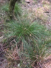 Carex uncinata