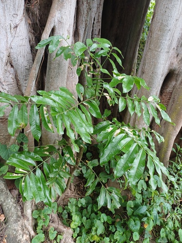 Dune soapberry (Deinbollia oblongifolia)