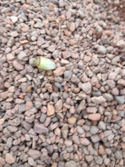 Piezodorus guildinii