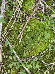 Tortella flavovirens