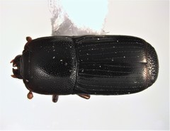 Platysoma parallelum
