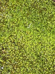 Tortella flavovirens