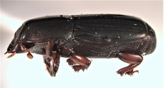 Platysoma parallelum