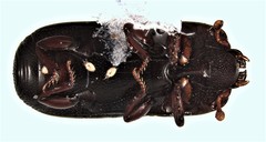 Platysoma parallelum