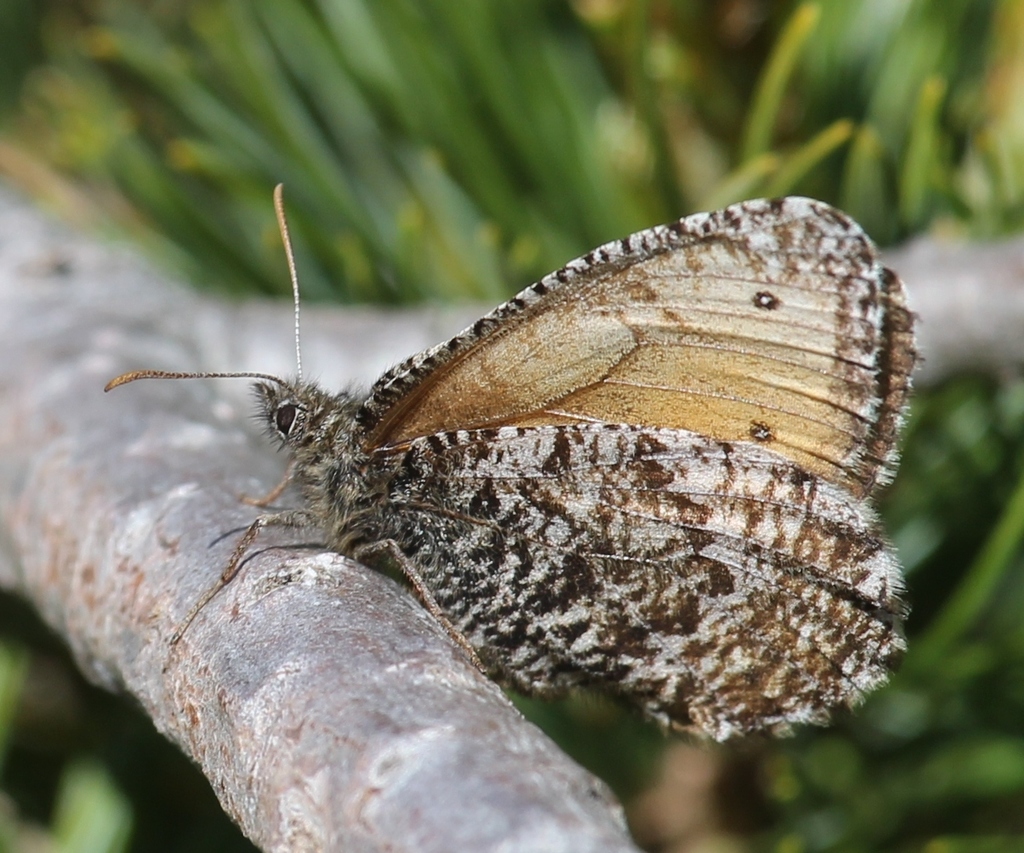 Norse Grayling
