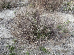 Trichostema nesophilum