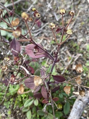 Trichostema nesophilum