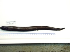 Simenchelys parasitica