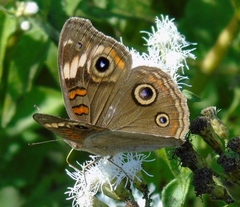 Junonia pacoma
