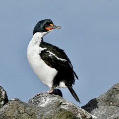 Chatham Shag photo 5