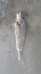 Menticirrhus