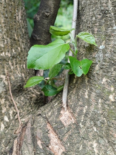 Croton sylvaticus, photograph 5