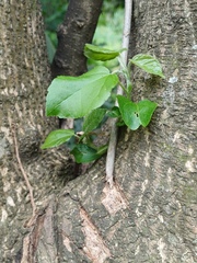 Croton sylvaticus, photograph (c) Margaret Burger, some rights reserved (CC BY-SA)