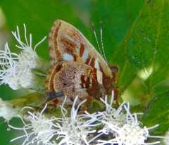 Anteros carausius carausius