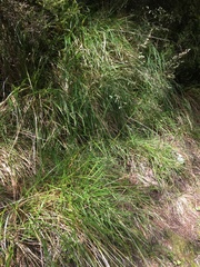 Poa anceps