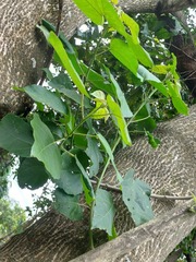 Croton sylvaticus, photograph (c) Margaret Burger, some rights reserved (CC BY-SA)