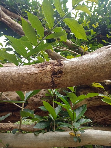 River Bushwillow (Combretum erythrophyllum)