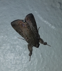 Litoprosopus futilis