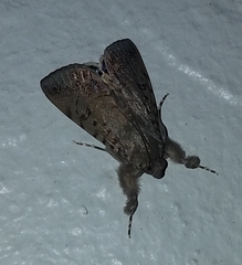 Litoprosopus futilis