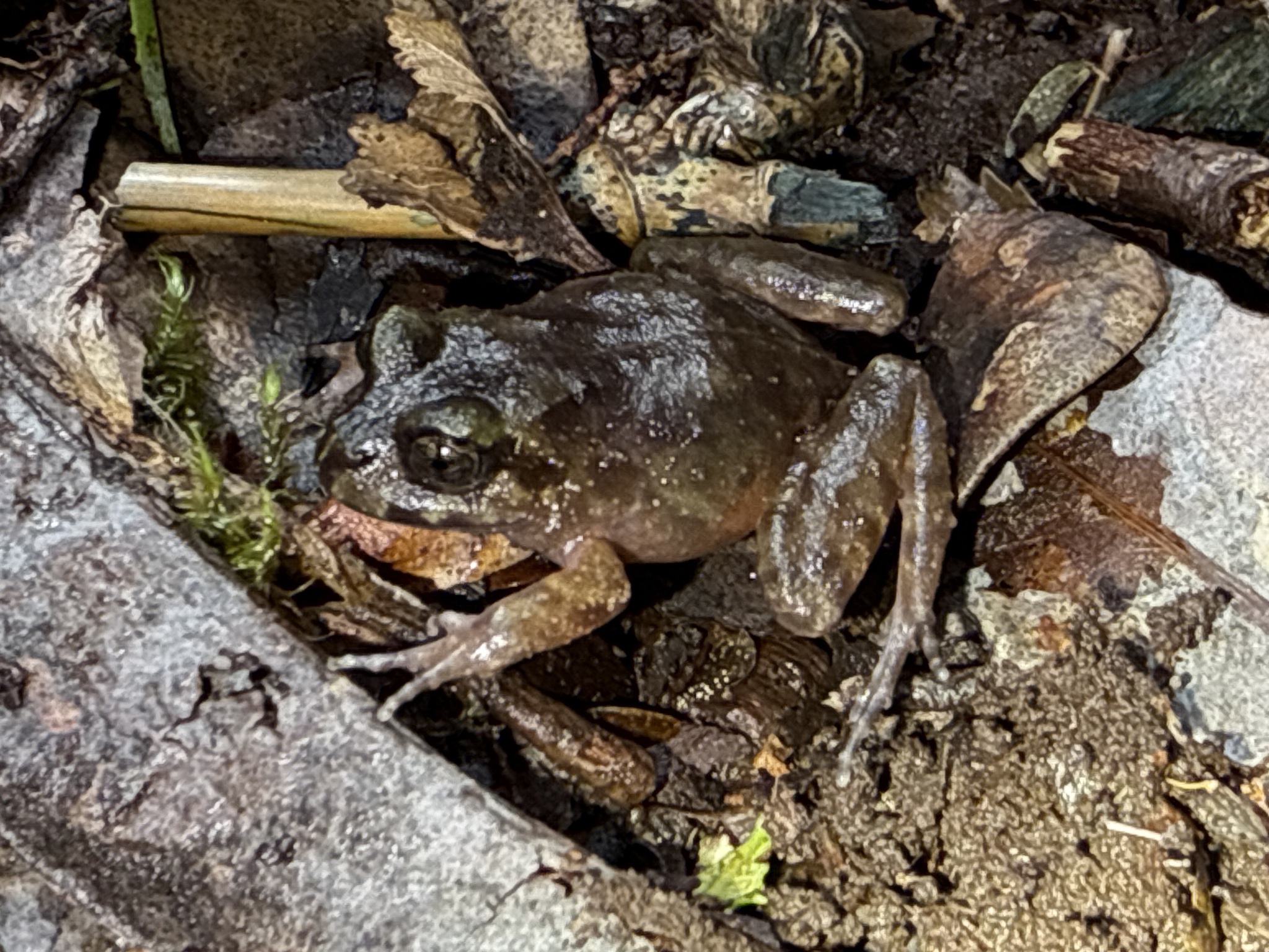 Eupsophus emiliopugini Formas, 1989