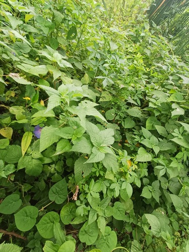 River Nettle (Laportea peduncularis)