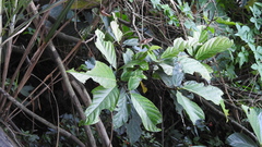 Ficus fistulosa