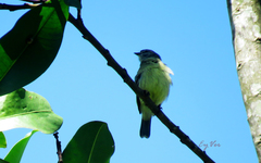 Tolmomyias sulphurescens