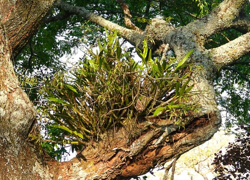 African ansellia