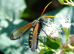 Isanthrene perboscii