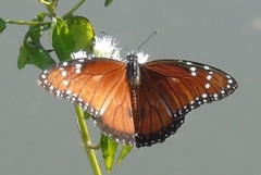 Danaus eresimus montezuma