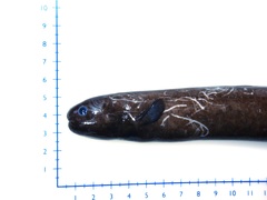 Simenchelys parasitica