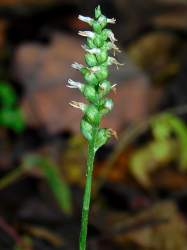 Oval Ladies' Tresses (Spiranthes ovalis)