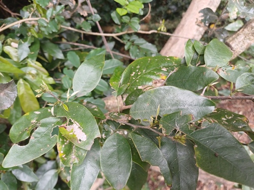Forest Camwood (Baphia racemosa)