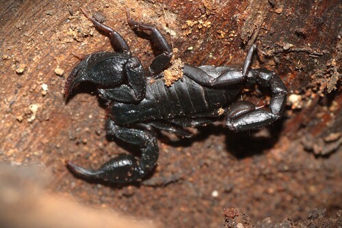 Euscorpius stefaniae