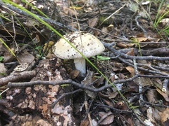 Amanita australis