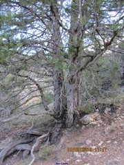 Juniperus thurifera
