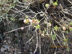 Cuscuta epithymum