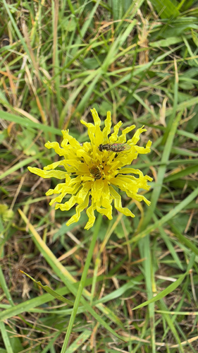 Unknown species found near Scott County, US-VA, US