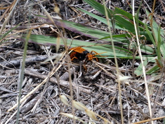 Cryptocheilus australis